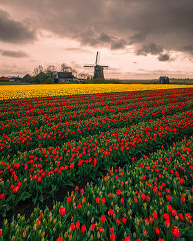 Tulpenfelder mit Windmühle unter dramatischem Himmel