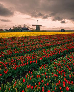 Tulip fields with windmill under dramatic sky by Ewold Kooistra