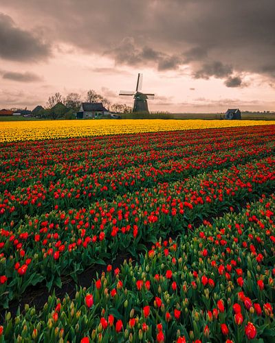 Tulpenvelden met molen onder dramatische lucht