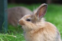 Porträt von einem jungen, niedlichen Kaninchen
