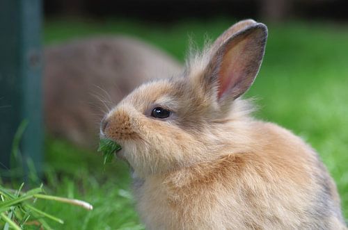 Portret van een schattig jong konijntje