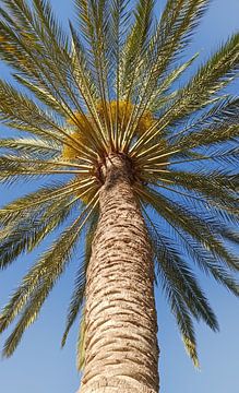 Palm in kikker perspectief van Niek Traas