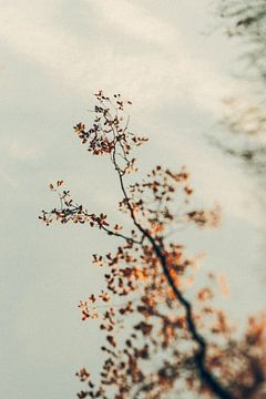 Goldener Herbst — Baumwipfel II