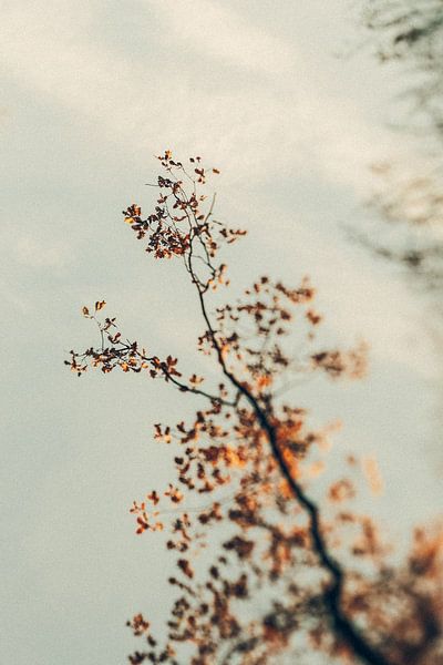 Automne doré - Cime de l'arbre II par Jonathan Schöps | UNDARSTELLBAR.COM — Pensées visuelles sur Dieu