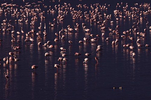 Een meer vol roze van Sharing Wildlife