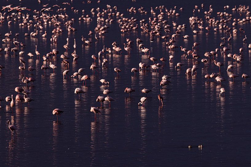 A lake full of pink by Sharing Wildlife