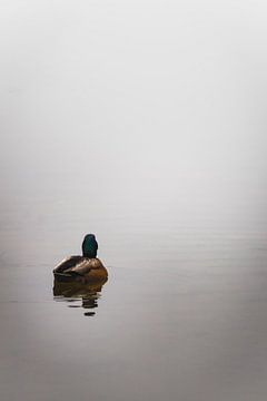 Duck in the mist by Sander van Driel