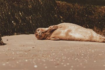 Phoque commun se reposant sur la plage de Scheveningen sur Anne Zwagers