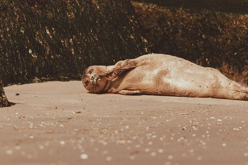 Common Seal relaxing on Scheveningen beach