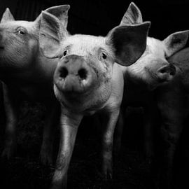 buddies by Dorit Fuhg