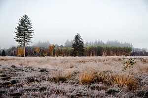 Nebel im Wald von Anouk Peeters