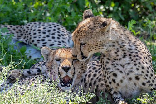Geparden Geschwister