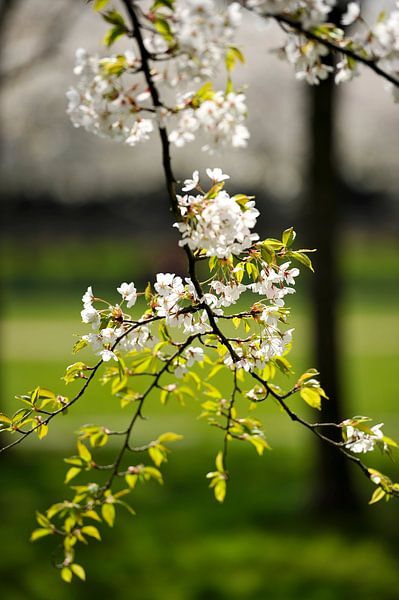 Kirschblüte 2 von Rob Donders Beeldende kunst