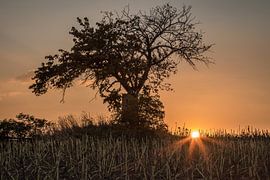 High stand under tree at sunset by AK - Night and Day Photography
