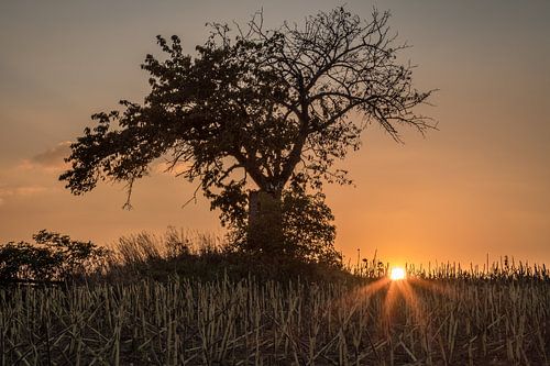 Hoge tribune onder boom bij zonsondergang