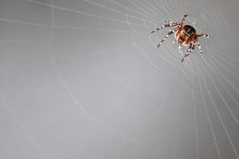 Kreuzspinne im Spinnennetz – Natur- und Makrofotografie von Elianne van Turennout