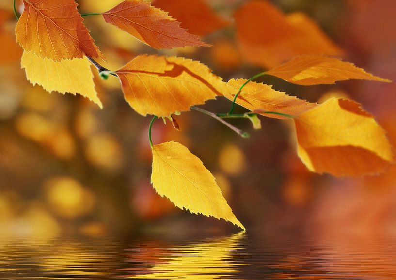 Autumn leaves by Violetta Honkisz