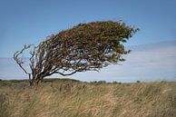 Vom Wind geformt von Anges van der Logt Miniaturansicht