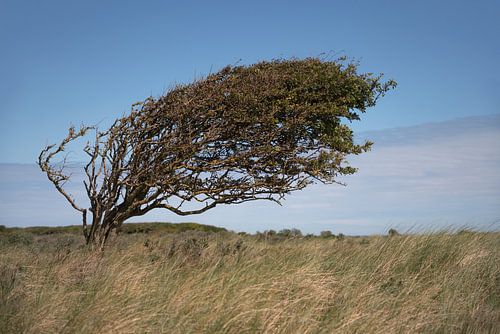 Vom Wind geformt