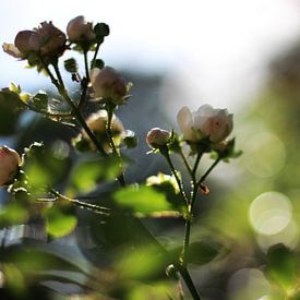 Rozen sur Geertruida van der Ploeg