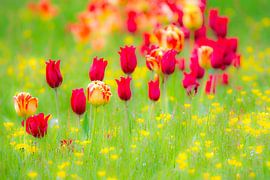 Meadow with tulips by ManfredFotos