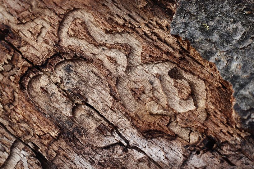Abstrakte Texturen auf natürlichem totem Holz von Imladris Images
