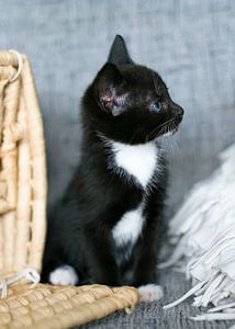 Chaton noir et blanc sur le banc gris avec panier en osier