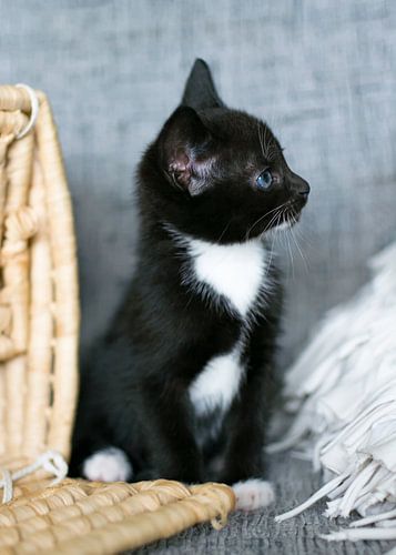 Black and white kitten on sofa next to a wicker basket