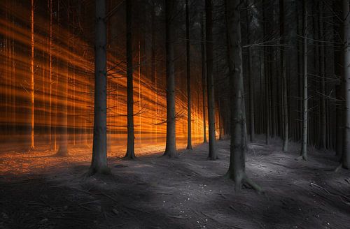 Magical glow of the trees