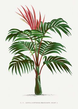 Palmier | Kentia (Kentiopsis) Macrocarpa sur Peter Balan