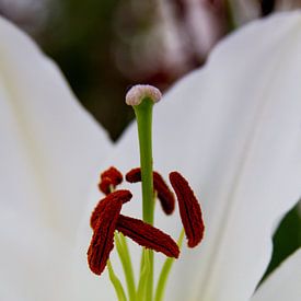 Nahaufnahme einer weißen Lilie von Schram Fotografie