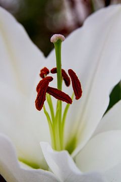 Close-up van een witte lelie van Schram Fotografie