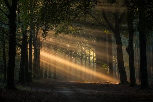 Schitterende zonnestralen in het donkere bos