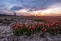 Tulipfield 3 Ter Hole, Zealand, Pays-Bas