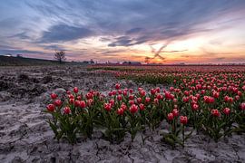 Tulipfield 3 Ter Hole, Zealand, Netherlands by Lemayee