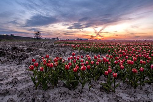 Tulipfield 3 Ter Hole, Zealand, Netherlands