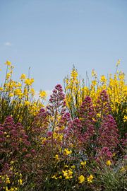 Flowers by Michelle van Merrienboer