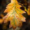 Nahaufnahme eines Herbstblattes mit warmen Farben von Martijn Tilroe