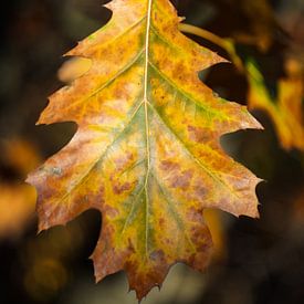 Close-up of autumn leaf with warm colours by Martijn Tilroe