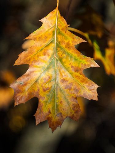 Close-up of autumn leaf with warm colours