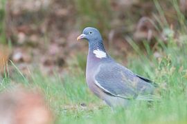 Wood pigeon by Merijn Loch