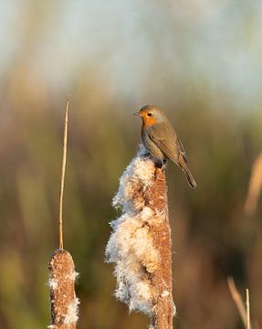 Roodborst van Wim de Meester