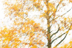 Herbst abstrakt