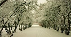 Winters laantje in Amsterdamse Bos