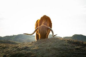 Scottish Highlander with backlight