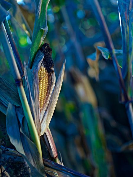 Corn by Paul Delaet