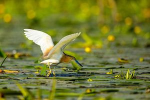 Der Rallenreiher im Donaudelta