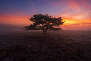 Mistige zonsopkomst Veluwe van Rick Kloekke