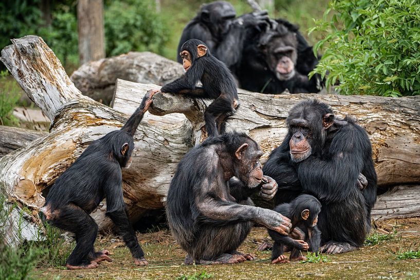 Family chimpanzee by gwen van Mossevelde