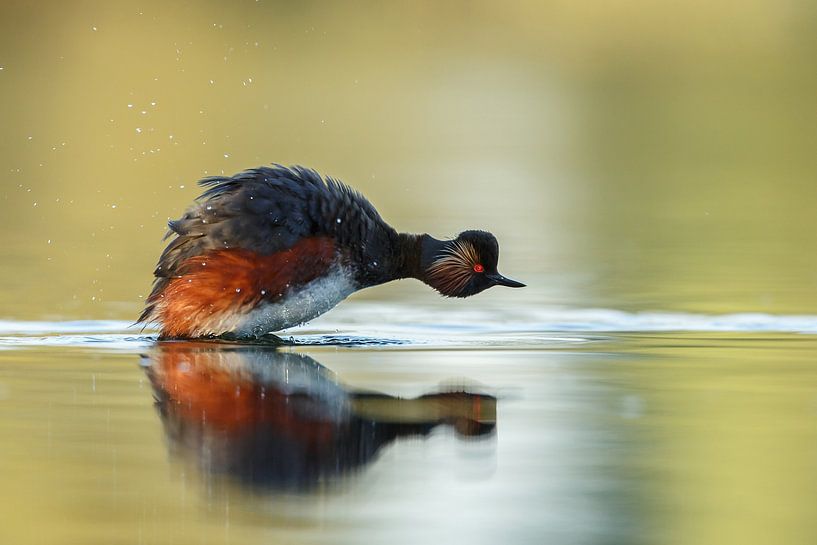 Geoorde fuut van Menno Schaefer